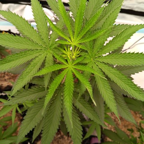 Og kush×5 kind seeds growlog timeline photo