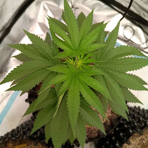 Og kush×5 kind seeds growlog timeline photo