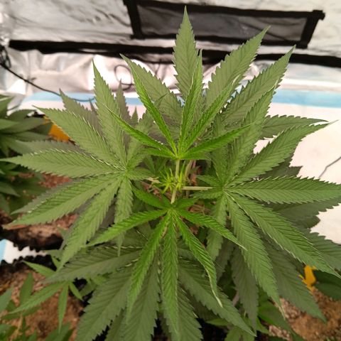 Og kush×5 kind seeds growlog timeline photo