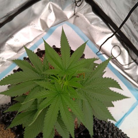 Og kush×5 kind seeds growlog timeline photo