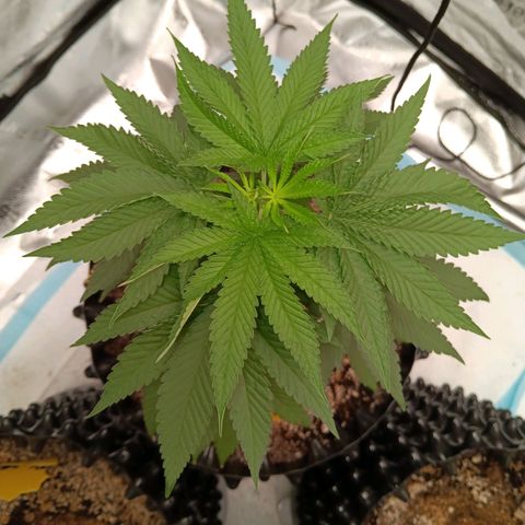 Og kush×5 kind seeds growlog timeline photo