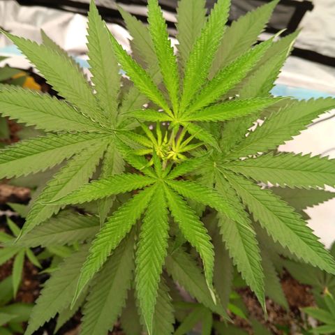 Og kush×5 kind seeds growlog timeline photo