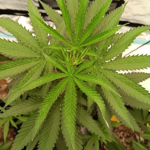 Og kush×5 kind seeds growlog timeline photo