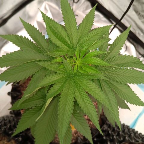 Og kush×5 kind seeds growlog timeline photo