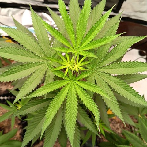 Og kush×5 kind seeds growlog timeline photo