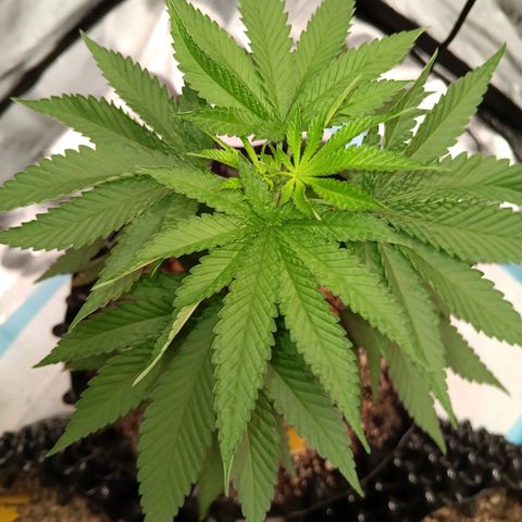 Og kush×5 kind seeds growlog timeline photo