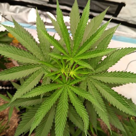 Og kush×5 kind seeds growlog timeline photo