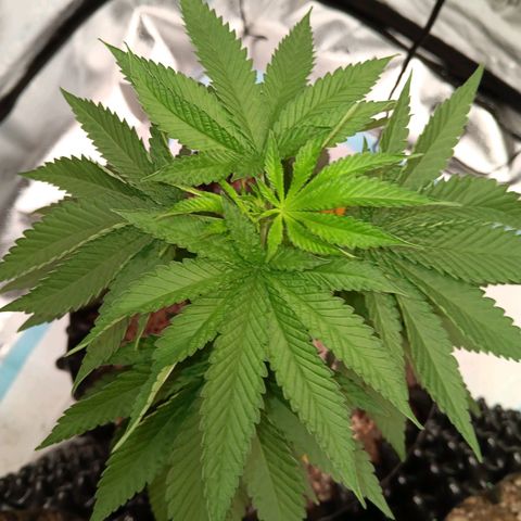 Og kush×5 kind seeds growlog timeline photo