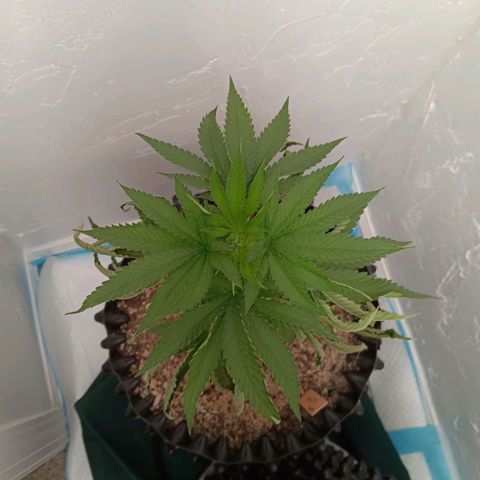 Og kush×5 kind seeds growlog timeline photo