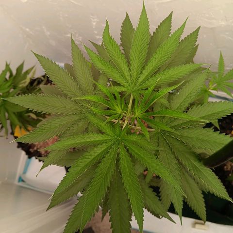 Og kush×5 kind seeds growlog timeline photo