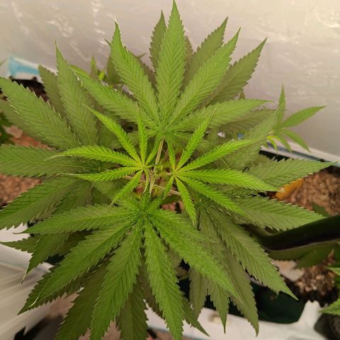 Og kush×5 kind seeds growlog timeline photo