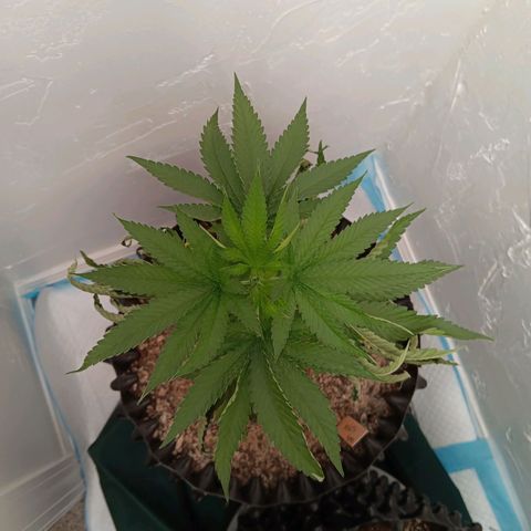 Og kush×5 kind seeds growlog timeline photo