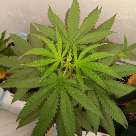 Og kush×5 kind seeds growlog timeline photo