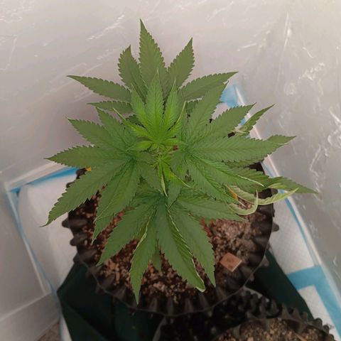 Og kush×5 kind seeds growlog timeline photo