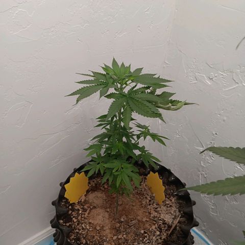 Og kush×5 kind seeds growlog timeline photo