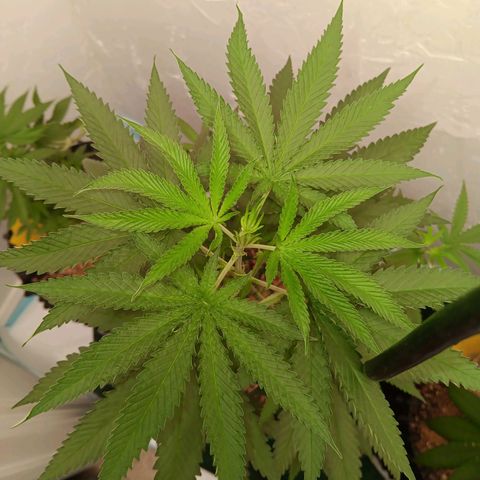 Og kush×5 kind seeds growlog timeline photo