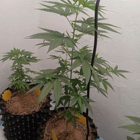 Og kush×5 kind seeds growlog timeline photo