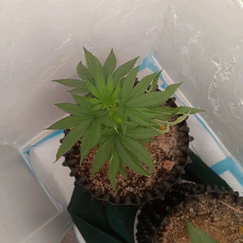Og kush×5 kind seeds growlog timeline photo