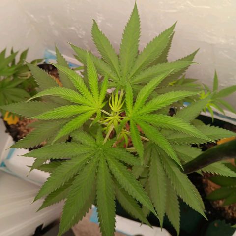 Og kush×5 kind seeds growlog timeline photo