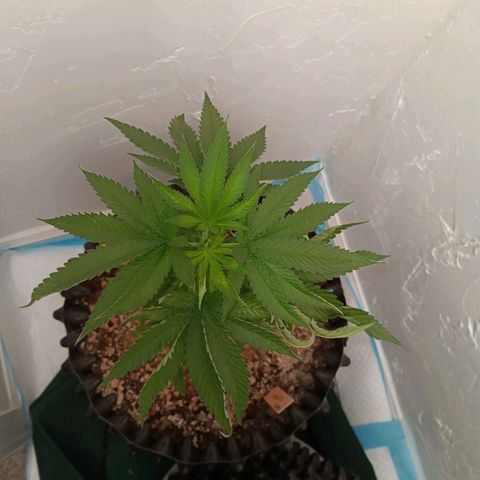 Og kush×5 kind seeds growlog timeline photo