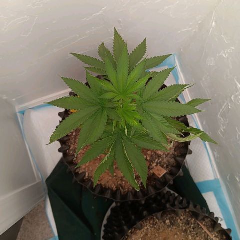Og kush×5 kind seeds growlog timeline photo