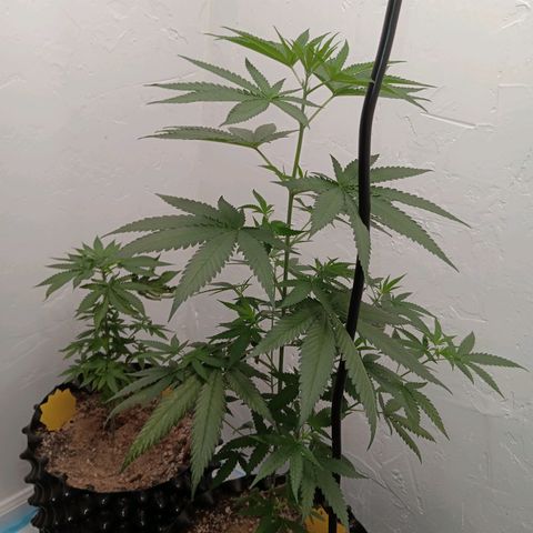 Og kush×5 kind seeds growlog timeline photo