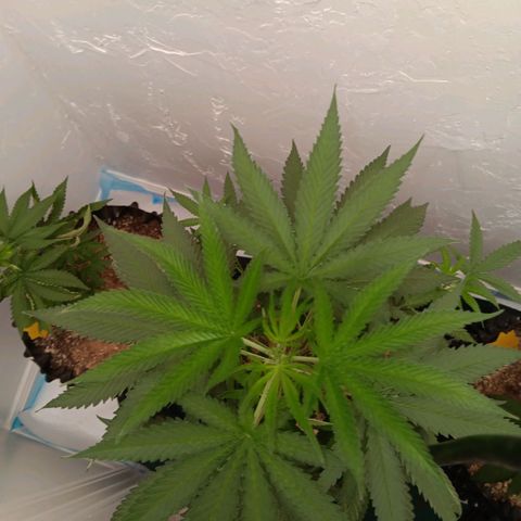 Og kush×5 kind seeds growlog timeline photo