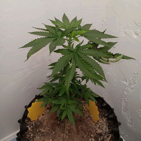 Og kush×5 kind seeds growlog timeline photo