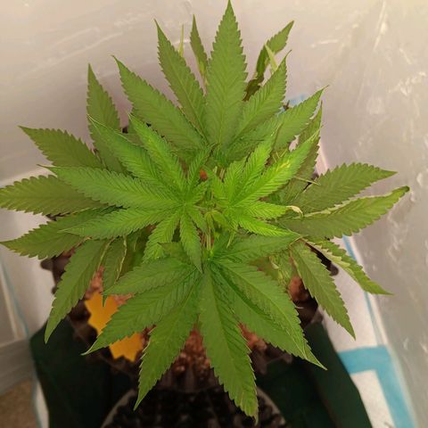 Og kush×5 kind seeds growlog timeline photo