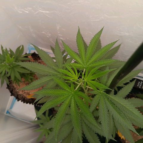 Og kush×5 kind seeds growlog timeline photo