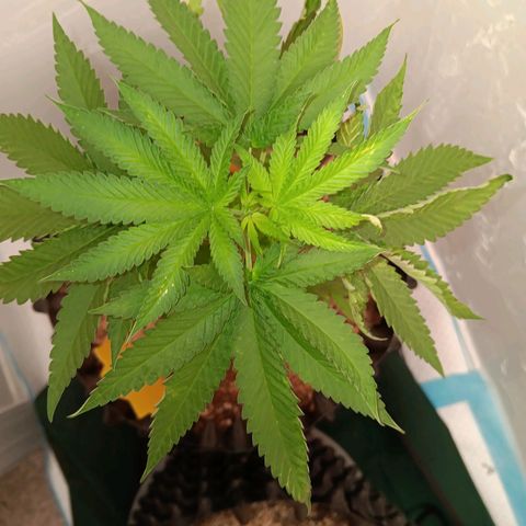 Og kush×5 kind seeds growlog timeline photo