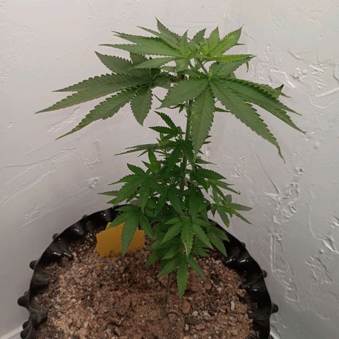 Og kush×5 kind seeds growlog timeline photo