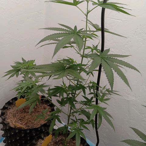 Og kush×5 kind seeds growlog timeline photo