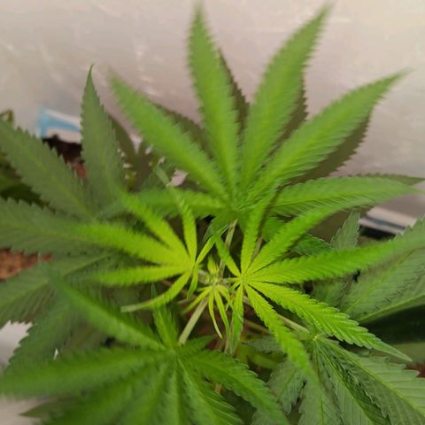 Og kush×5 kind seeds growlog timeline photo