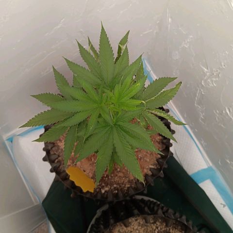 Og kush×5 kind seeds growlog timeline photo