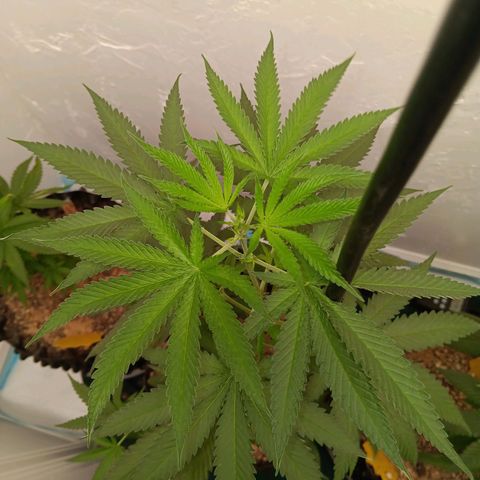 Og kush×5 kind seeds growlog timeline photo