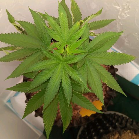 Og kush×5 kind seeds growlog timeline photo