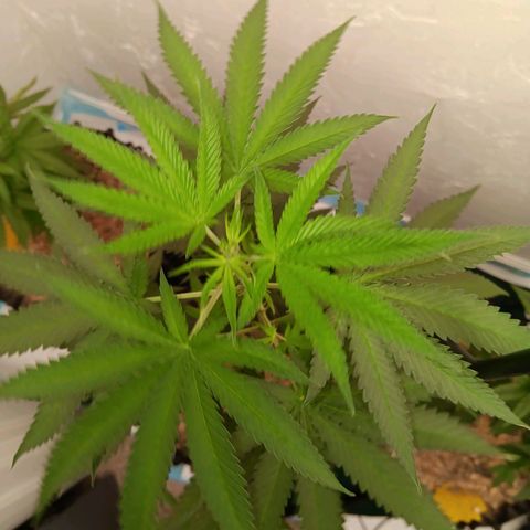 Og kush×5 kind seeds growlog timeline photo