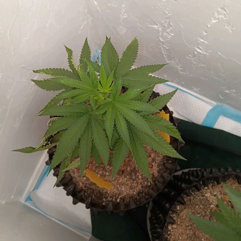Og kush×5 kind seeds growlog timeline photo
