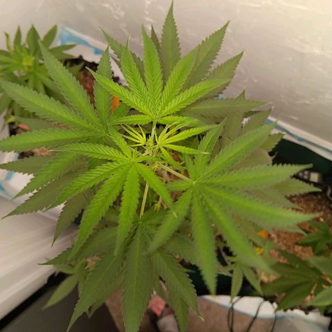 Og kush×5 kind seeds growlog timeline photo