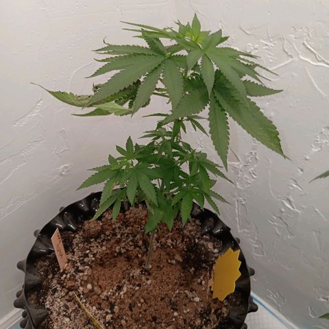 Og kush×5 kind seeds growlog timeline photo