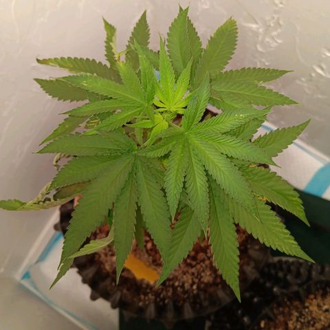 Og kush×5 kind seeds growlog timeline photo