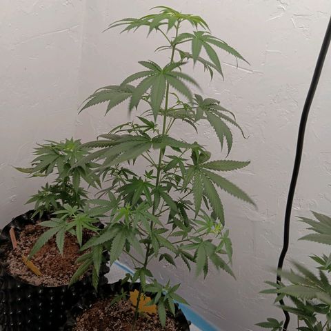 Og kush×5 kind seeds growlog timeline photo