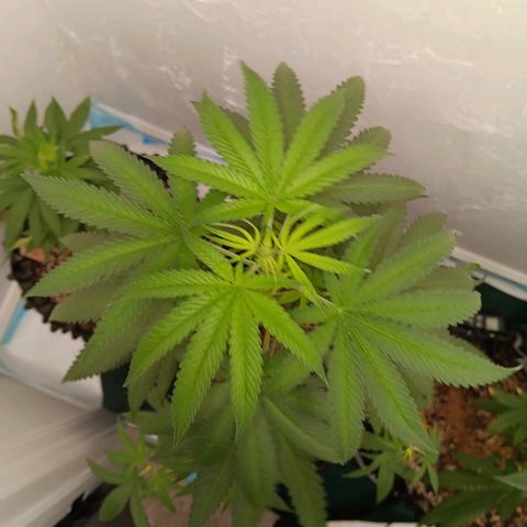 Og kush×5 kind seeds growlog timeline photo