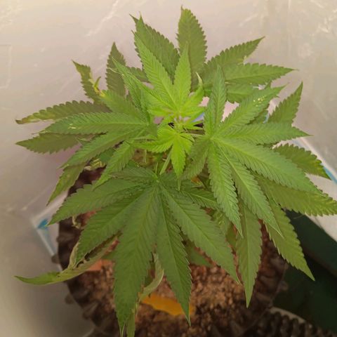 Og kush×5 kind seeds growlog timeline photo