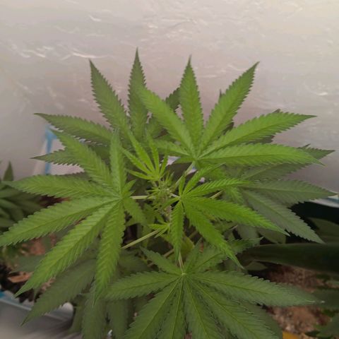 Og kush×5 kind seeds growlog timeline photo