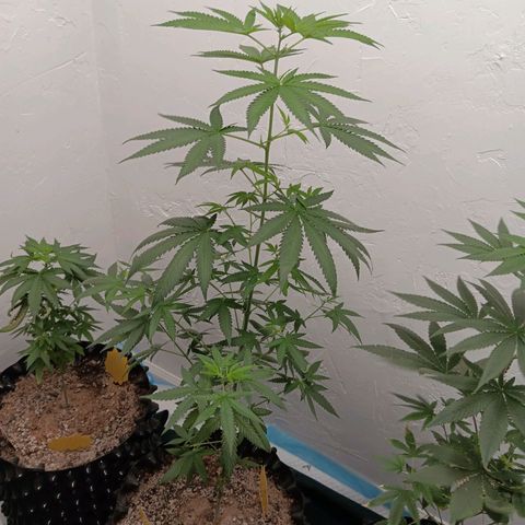 Og kush×5 kind seeds growlog timeline photo