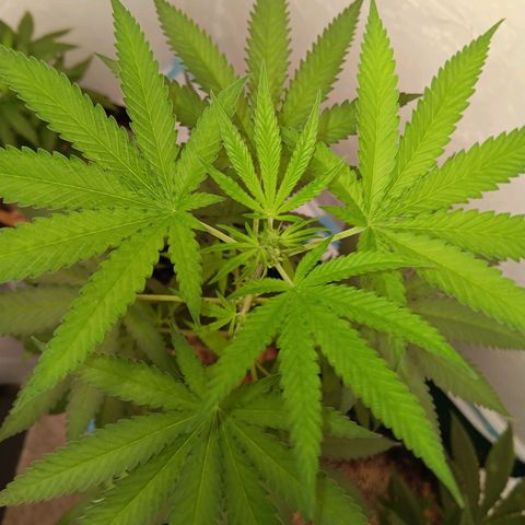 Og kush×5 kind seeds growlog timeline photo