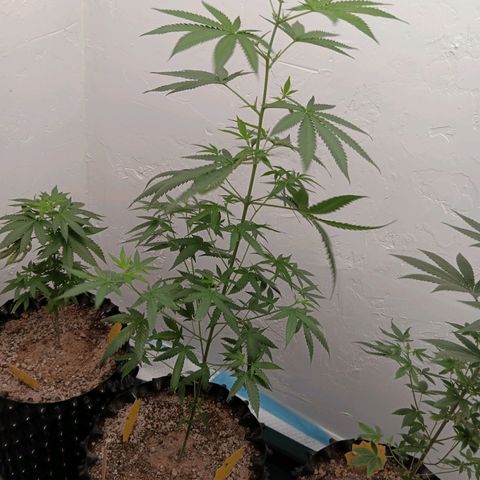 Og kush×5 kind seeds growlog timeline photo