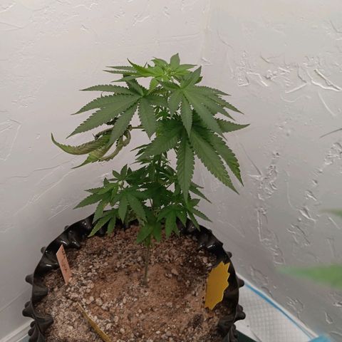 Og kush×5 kind seeds growlog timeline photo